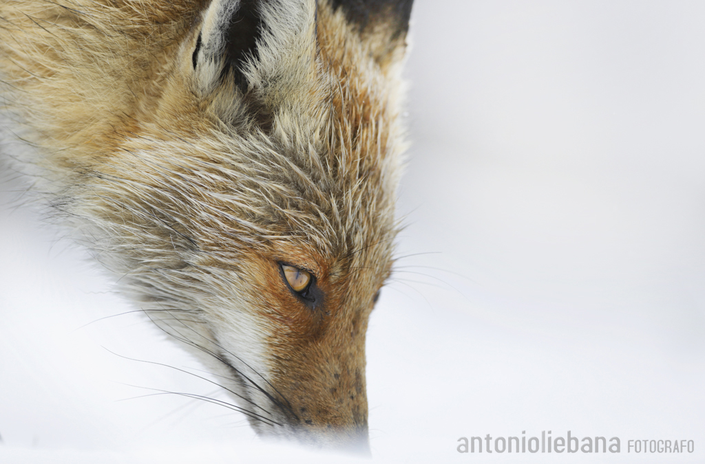 Entrevista a Antonio Liébana